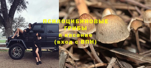 прущие грибы Краснослободск