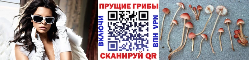 Псилоцибиновые грибы Cubensis  Купить  Апрелевка 